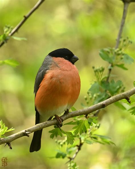 Bullfinch Bunting Hide Pennington Bronze Heron Flickr