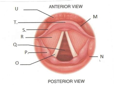 Vocal Folds Labeling Diagram Quizlet