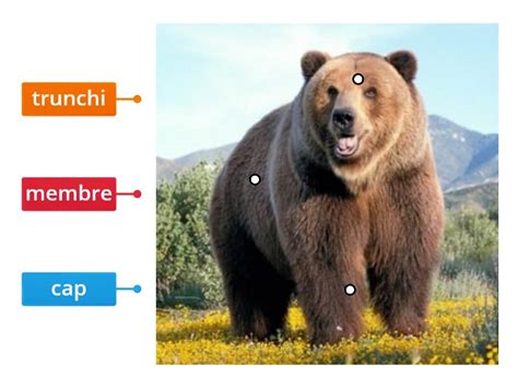Ursul Partile Corpului Labelled Diagram