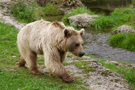 Siberian Bear Animals Brown Bear Bear Nature-20 Inch By 30 Inch Laminated Poster With Bright ...