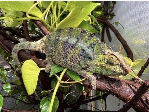 Discover The Different Types Of Chameleons As Pets A Complete Guide