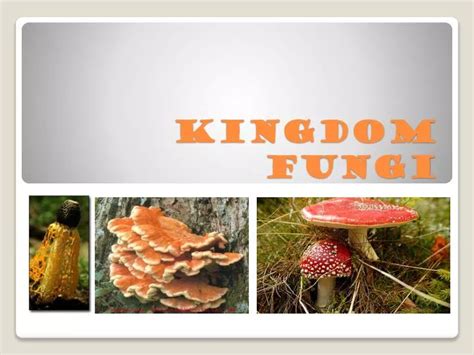 Ppt Kingdom Fungi Powerpoint Presentation Free Download Id4111882