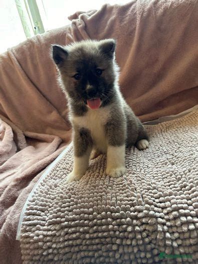 Beautiful Chunky Bear Face Akita Puppies for sale in Birmingham | Pets4Homes