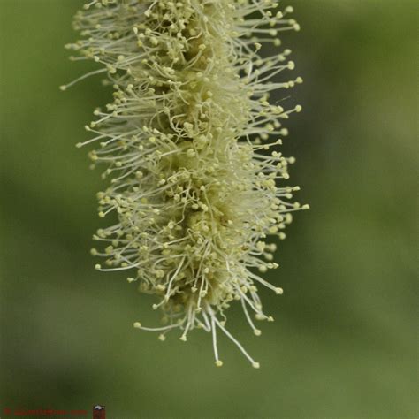 Het Virtuele Herbarium 485 Tamme Kastanje Luuk