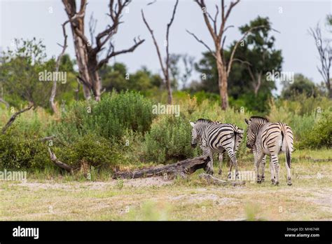 Zebra In The Moremi Game Reserve Okavango River Delta National Park