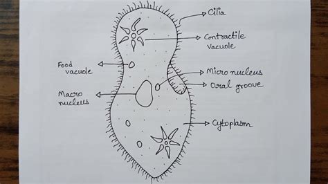 Labeled Paramecium Diagram