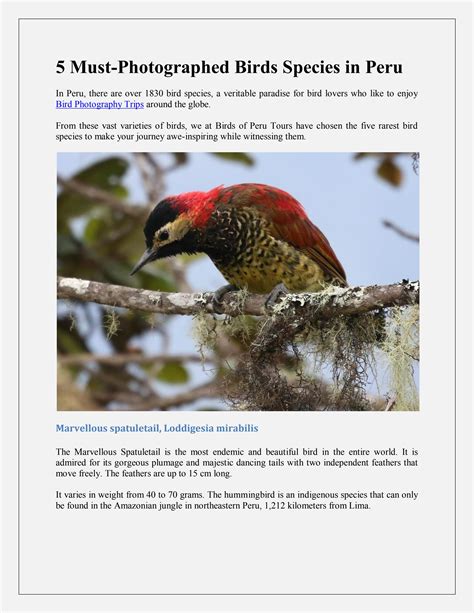 5 Must-Photographed Birds Species in Peru by Birds of Peru Tours - Issuu