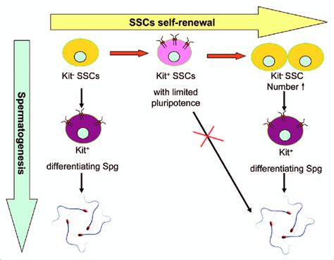 C Kit And Phenotypic Transition Of Sscs During Spermatogenesis There