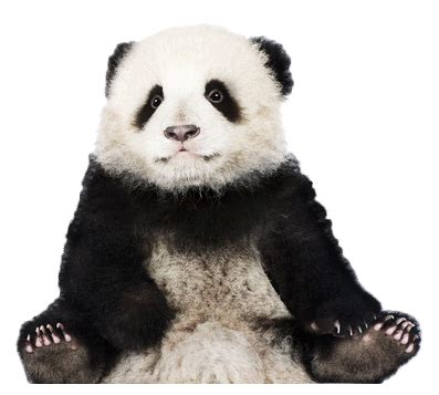 Panda PNG