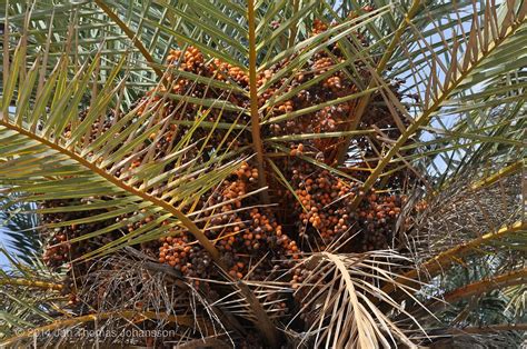 File Phoenix Theophrasti Vai Crete Palmpedia Palm