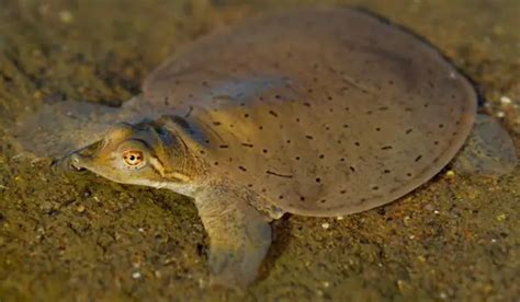 Turtles In Pennsylvania Species That Are Found Here