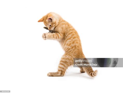 Small Kittens Playing High-Res Stock Photo - Getty Images