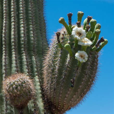 Saguaro cactus flower, Ed Suominen – OBLOG