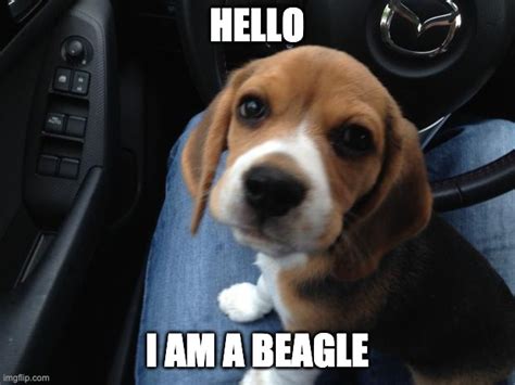 beagle meme funny Beagle serious memes quickmeme caption own add funny ...