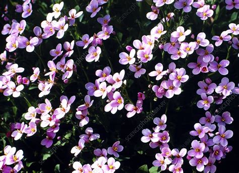 Arabis Rosea Flowers Stock Image C0041609 Science Photo Library