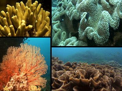 Gallery - Endangered Coral Reefs!