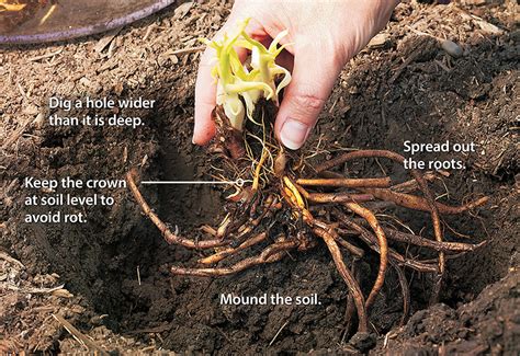 How To Plant Bare Root Perennials Learn The Right Way To Plant Your Bare Root Perennials