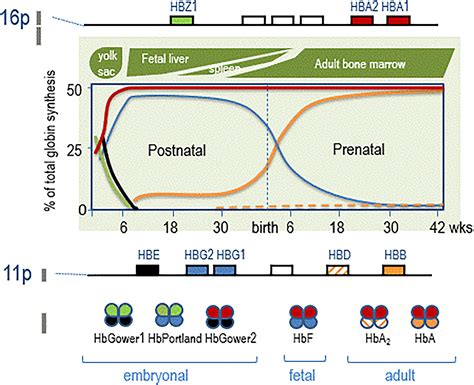 The Hemoglobinopathies Molecular Disease Mechanisms And Diagnostics