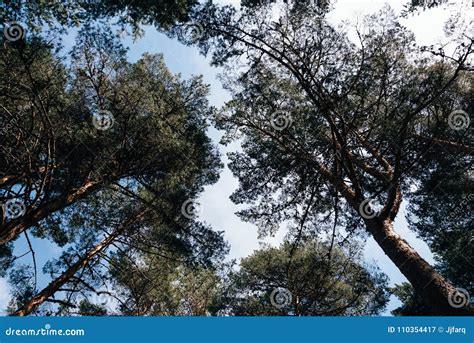 Pins Dans La Vue D angle Faible De Forêt Image stock Image du