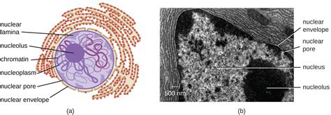 What Is A Nucleolus Storymd