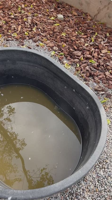 Wondering How We Drain Clean Our Duck Pond Watch To Find Out Duck Pond Backyard Farming