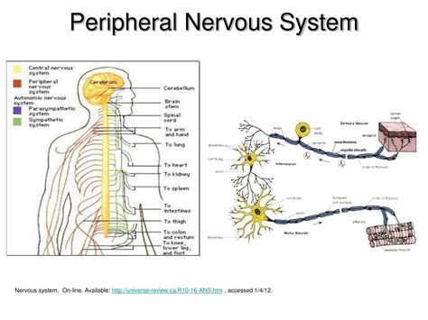 Ppt Peripheral Neuropathy Prediction Prevention And Palliation