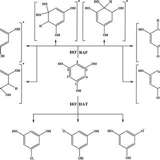 Favourable antioxidative reaction pathways of THB-OH in water ...