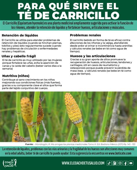 Los Grandes Beneficios Del T De Carricillo El Coach De Tu Salud