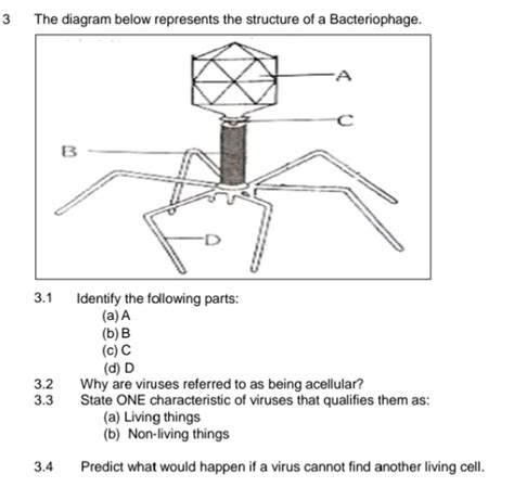 Solved 3 The Diagram Below Represents The Structure Of A Bacteriophage