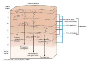 Cortical Layers - Mental Construction