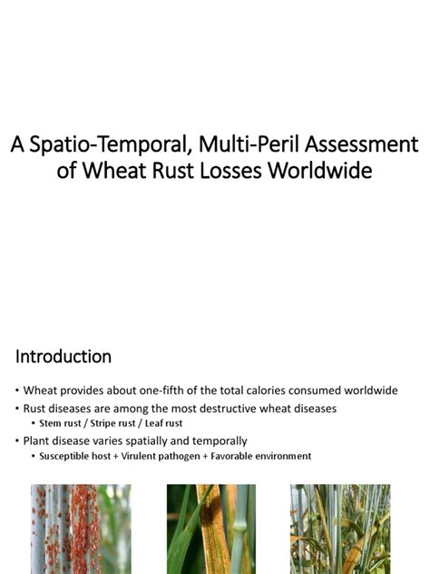 Wheat Rusts | PDF | Wheat