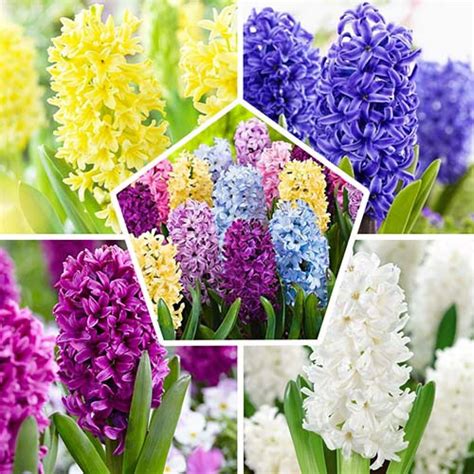 Гиацинт Микс (Микс)🌷 - купить луковицы и клубни в Украине | FLORIUM.UA