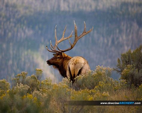 Elk Wallpapers - Wallpaper Cave