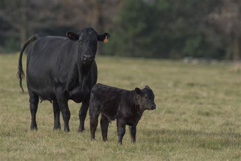 Beef Cattle Feed Products - Page 2 of 4 - Martindale Feed Mill