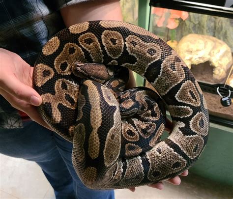 Python Regius Normal Ball Python Big Mac 4 Years Old Re