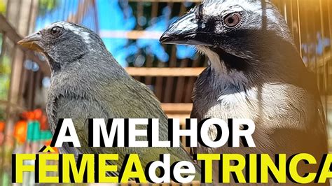 FÊMEA de trinca ferro MACHEANDO e CHAMANDO TRINCA FERRO CANTANDO