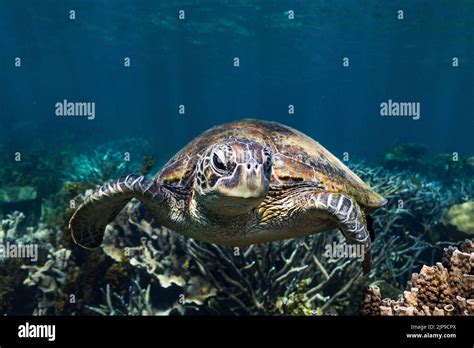 Sea Turtle Green Sea Turtle Chelonia Mydas Sea Turtles Stock Photo