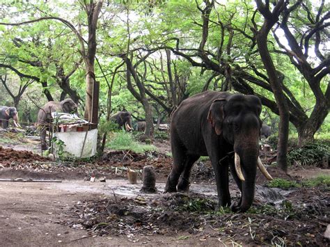 ebharat darshan: ANAKOTTA - GURUVAYOOR ELEPHANT SANCTUARY