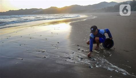 Melihat Pelepasliaran Tukik Di Pantai Kili Kili Trenggalek Foto