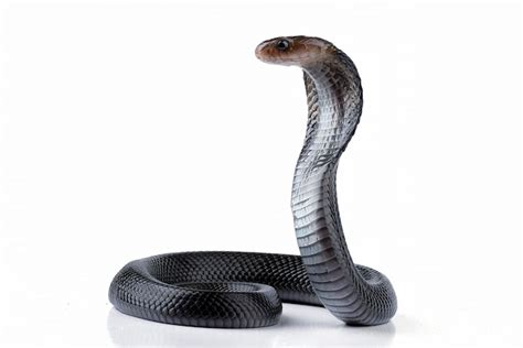 Premium Photo | A black snake with a white background