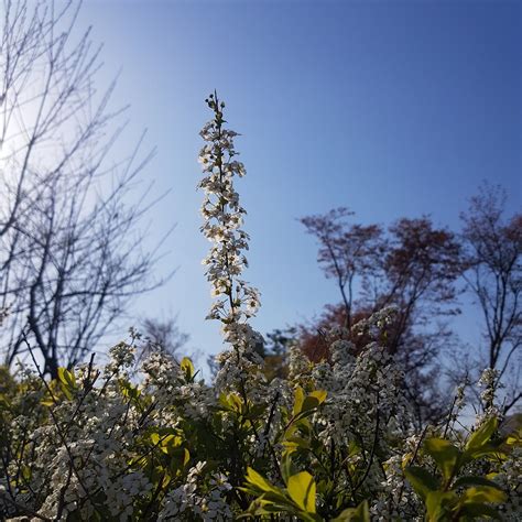 Sky Flower - Free photo on Pixabay - Pixabay