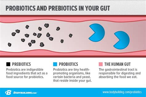 The Benefits Of Probiotics And Prebiotics