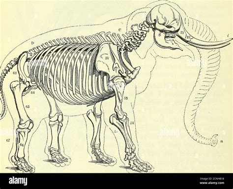 Elephant leg anatomy hi-res stock photography and images - Alamy