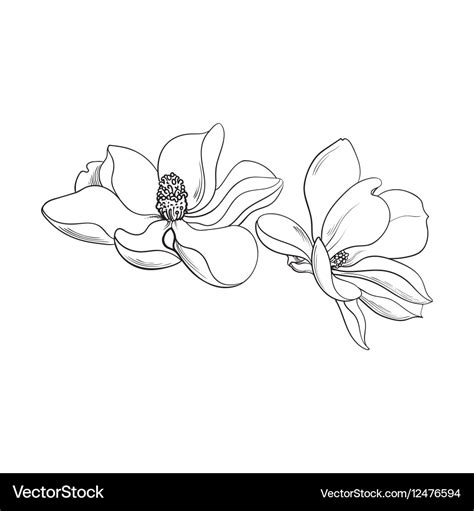 White Magnolia Flower Drawing | Best Flower Site