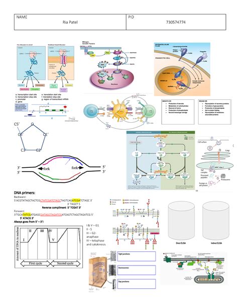 BIOL 103 Final Exam Note Sheet NAME Ria Patel PID 730574774 C5 O C4