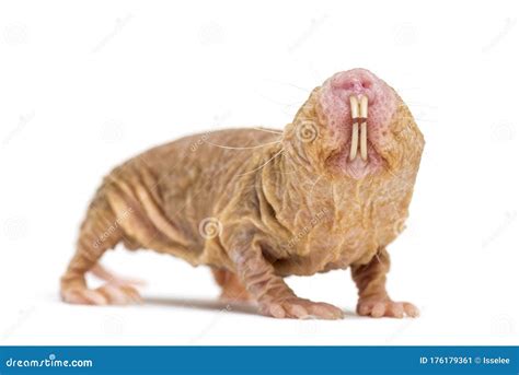 Naked Mole Rat Hairless Rat Isolated On Wihte Stock Image Image Of Hideous Mole