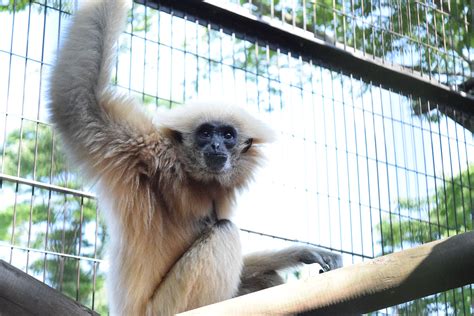 シロテテナガザル 平川動物公園公式サイト