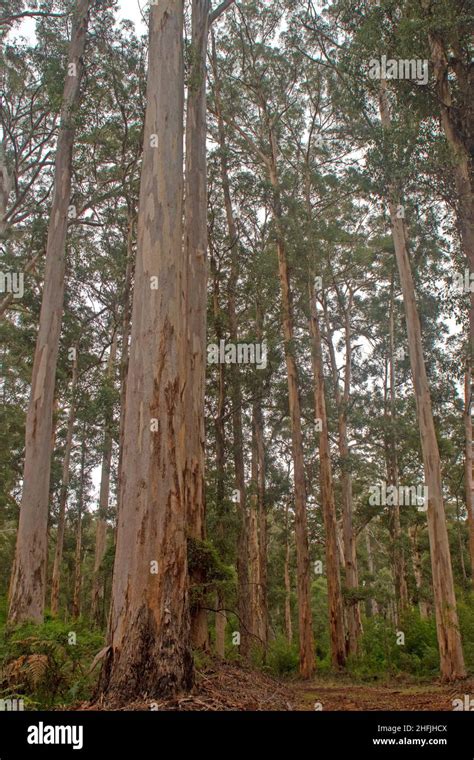 Karri Trees Hi Res Stock Photography And Images Alamy