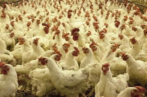 Broiler Chicken Farming Project Report Cost Profit Analysis Agri