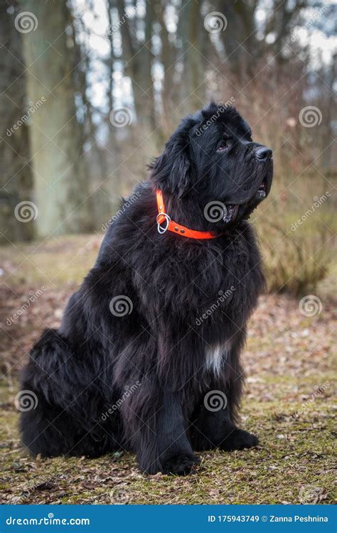 Black Newfoundland Giant Large Size Dog Outside Stock Image - Image of ...